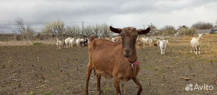 Продам коз или меняю