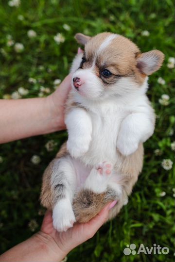 Вельш-корги пемброк