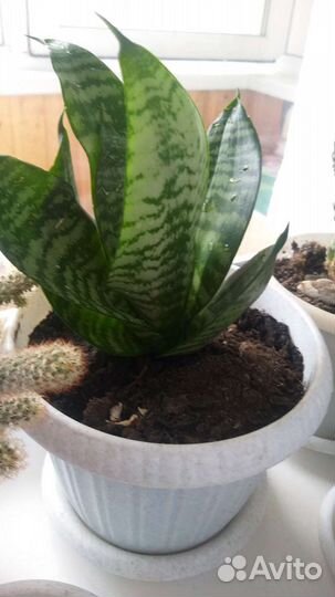 Сансевиерия (тёщин язык)