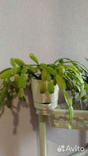 Комнатные цветы