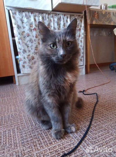 Кошечка в добрые руки