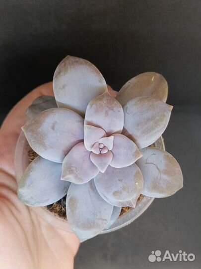 Суккуленты 2