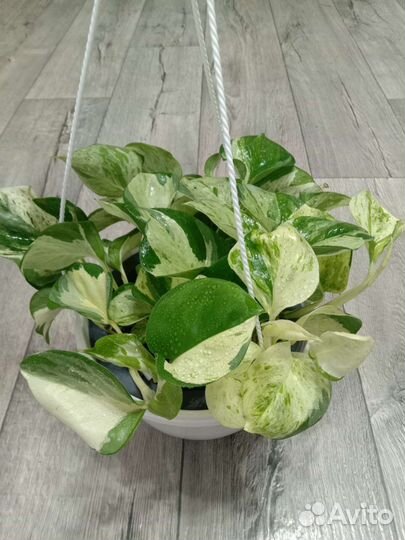 Эпипремнумы/Сциндапсусы/Монстера