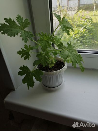 Душистая герань лечебная Mabel Grey