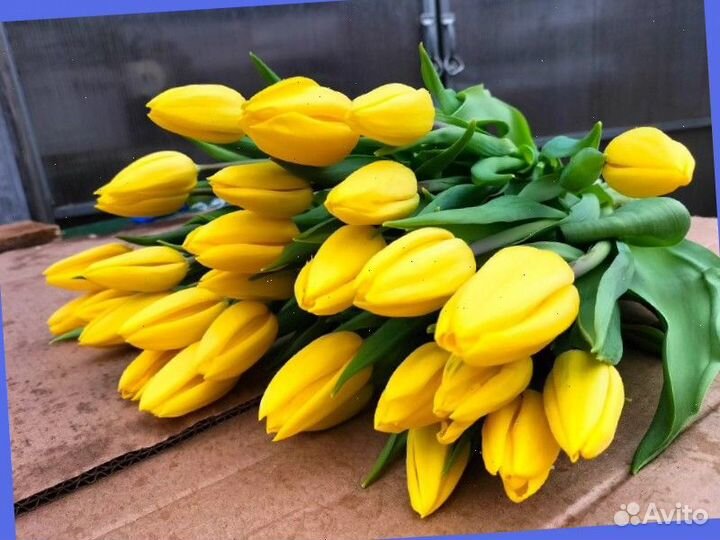 Тюльпаны к 8 марта оптом