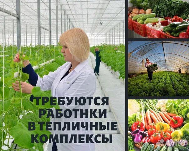 Рабочий в теплицу вахта Проживание+Обед