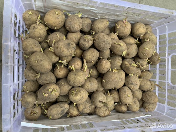 Семена кортофеля с отростками