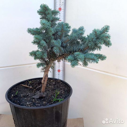 Ель глаука глобоза из питомника