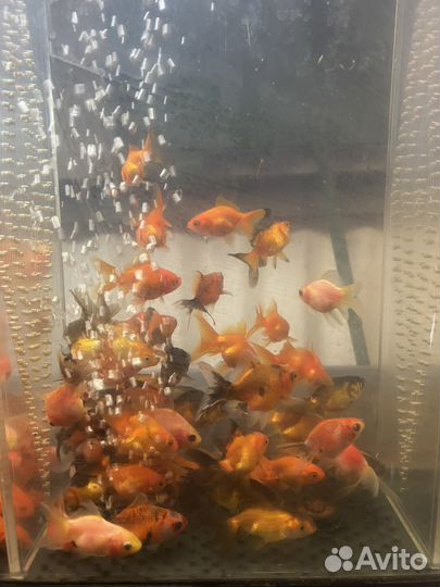 Аквариумные рыбки