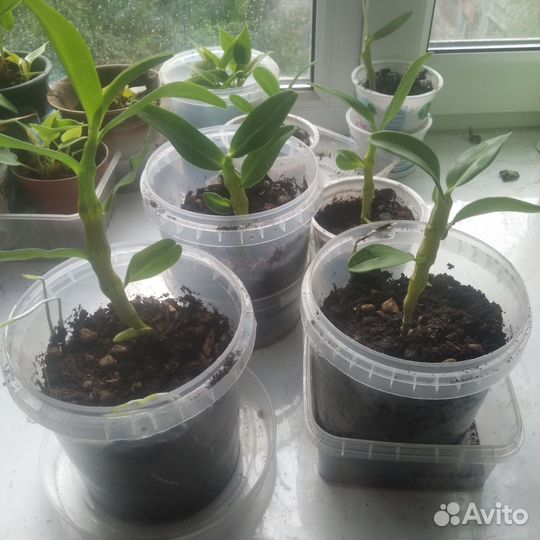 Орхидея дендробиум