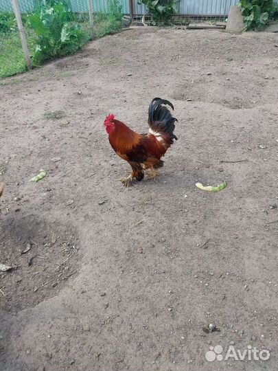 Куры и петухи брама