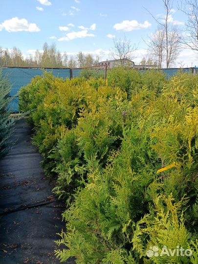 Туя западная голден Барабант