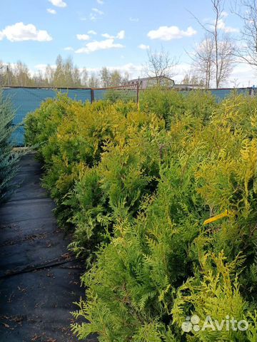 Туя западная голден Барабант