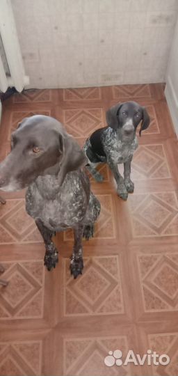 Щенки курцхаара