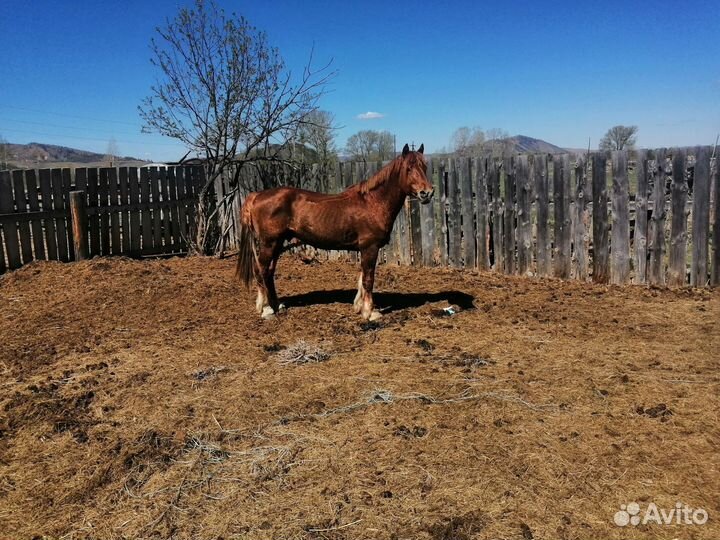 Продам жеребца