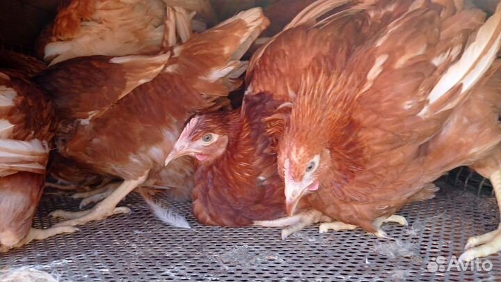 Утки - муларды