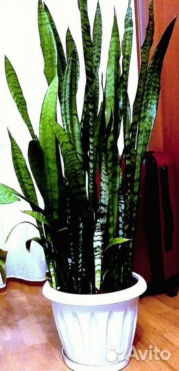 Сансевиерия