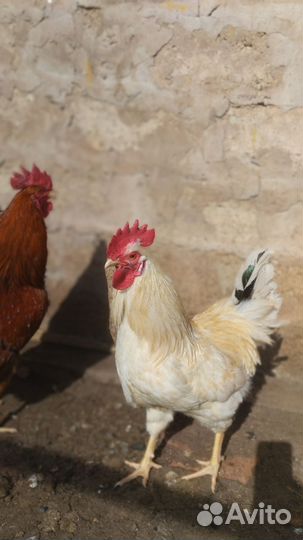 Молодые петухи