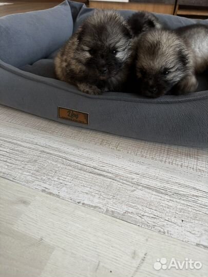 Кеесхонд-Внуки чемпиона Америки от заводчика РКФ