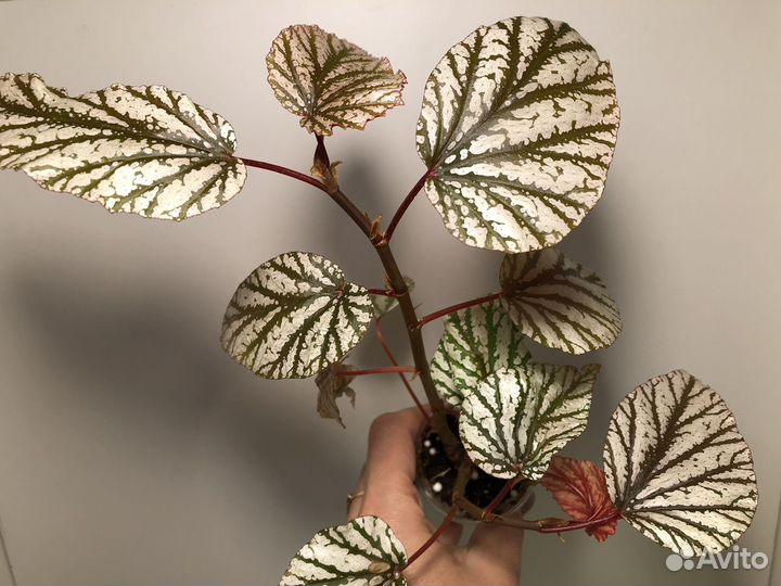 Бегония Декоративно-лиственные