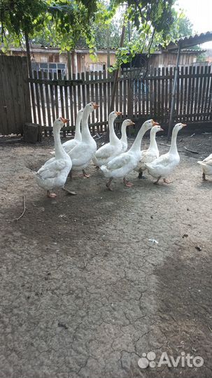 Гусята суточные