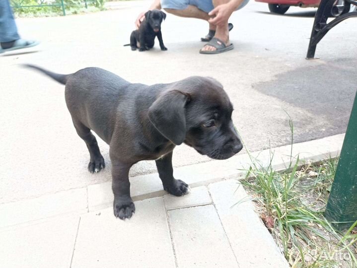 Щенки пидбуля