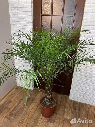 Фикиковая пальма робелини комнатные цветы