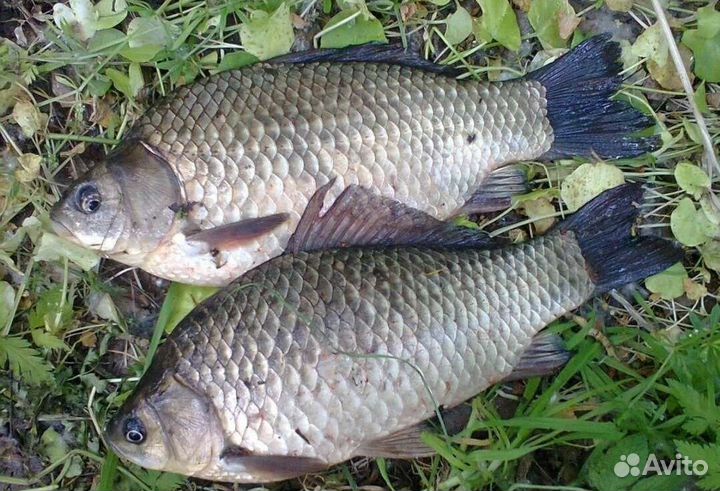 Свежая речная рыба