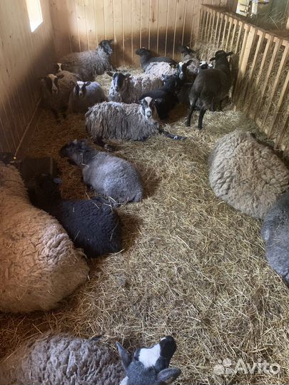 Бараны овцы романовские на племя и на мясо