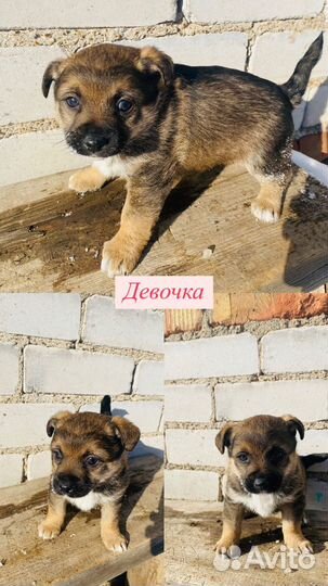 Отдаются щенки в добрые руки