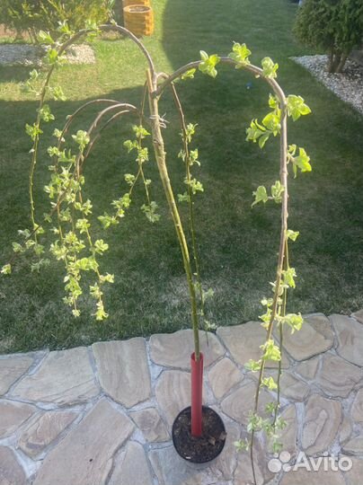 Ива Килмарнок, ива козья, Ива Хакуро фламинго