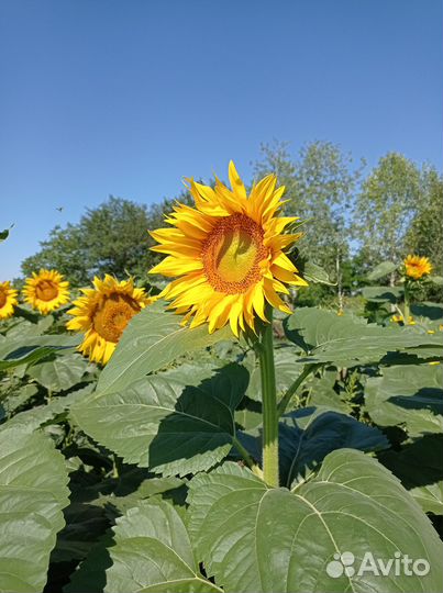 Продам мед оптом