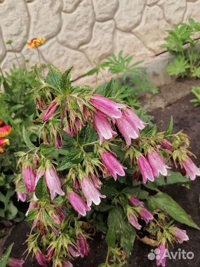 Рассада овощей, многолетних и однолетних цветов