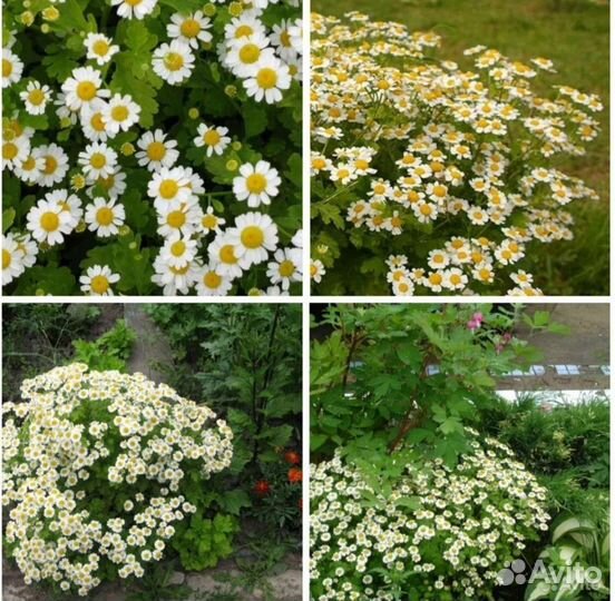 Хризантемы, дороникум, матрикария