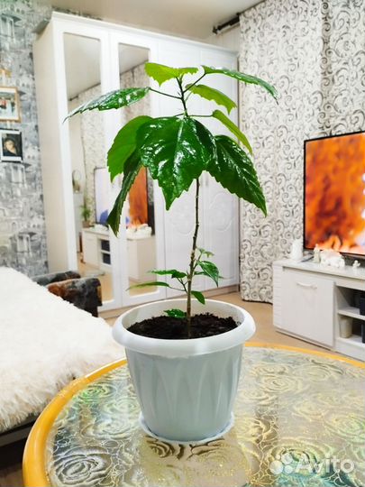 Гибискус китайская роза