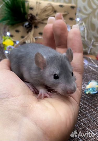 Крыса. Крысята, Дамбо крыса. Питомник