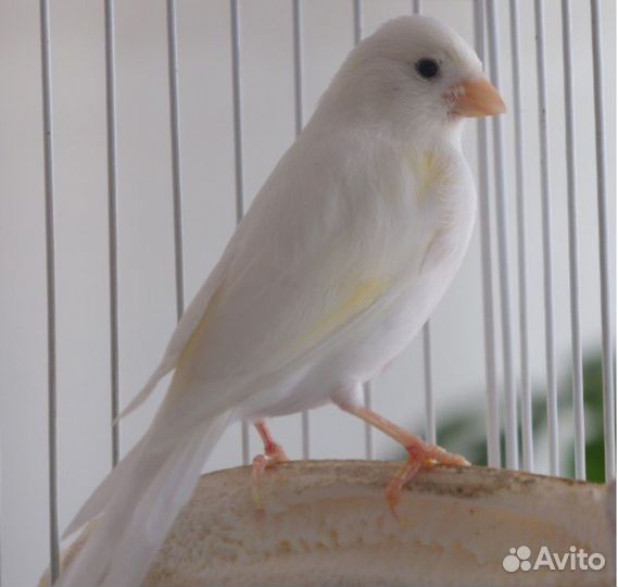 Кенара и канарейки