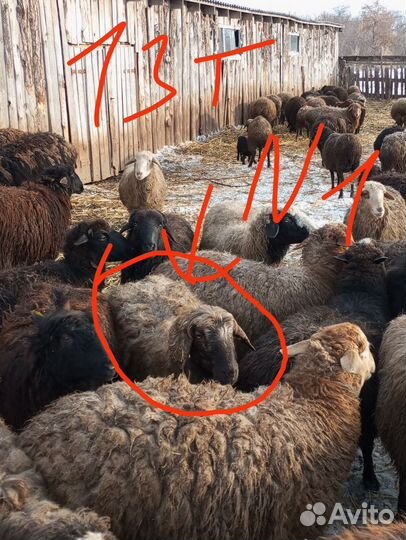 Овцы ярки