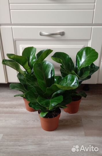 Фикус Лирата Бамбино