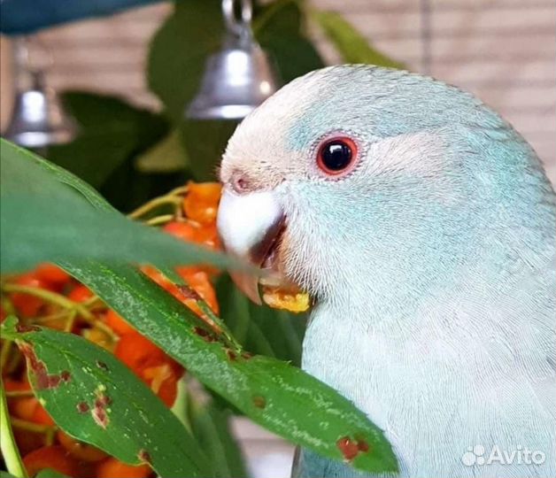 Попугай какарик