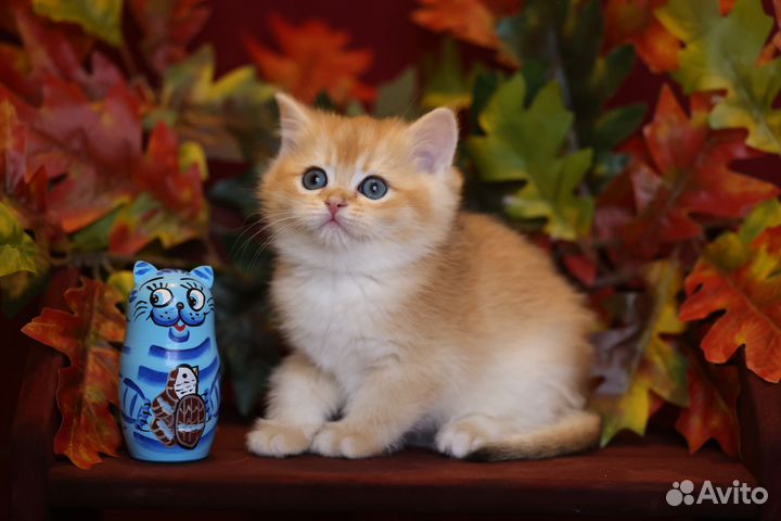 Британская золотая шиншилла