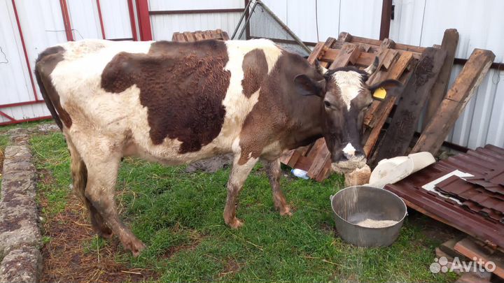 Корова дойная