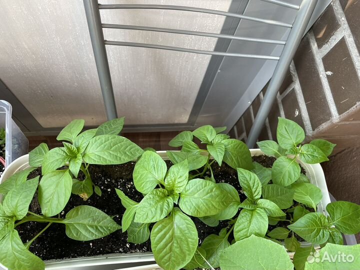 Рассада огурцов,сладких перцев, фасоли стручковой