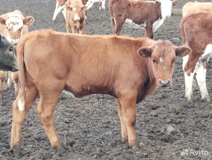 Телята телочки