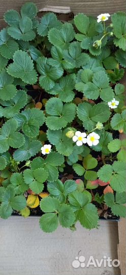 Рассада ремонтантной клубники