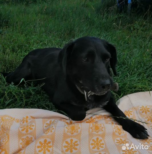 Щенки русского спаниеля