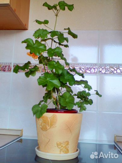 Новый горшок с поддоном, керамика