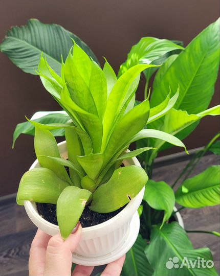 Сансевиерия в 2 небольших кашпо