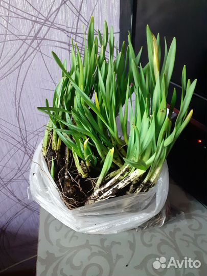 Луковицы нарциссов