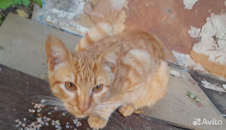 Котик рыжий